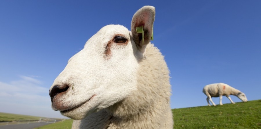 Achète moi un mouton ! Facebook teste “M” son assistant shopping sur Messenger
