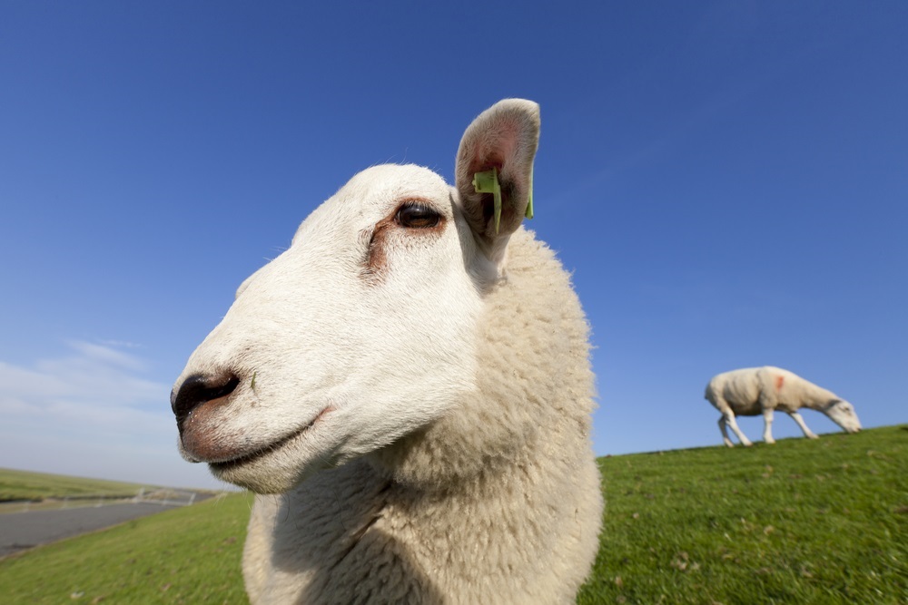 Achete moi un mouton Facebook lance M son assistant de shopping digital