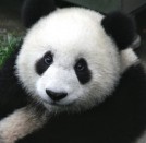 Google Panda 4.0 : Searchmetrics évalue les premiers grands perdants et gagnants de la mise à jour aux US