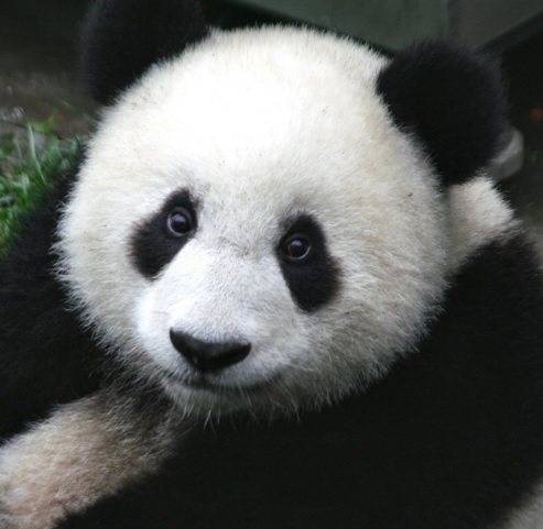 Google Panda 4.0 : Searchmetrics évalue les premiers grands perdants et gagnants de la mise à jour aux US