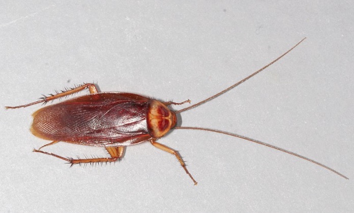 coackroach