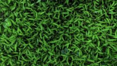 Le jardin numérique : une alternative aux réseaux sociaux