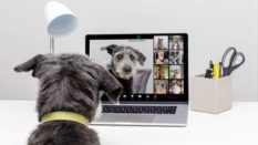 4 startups qui s’épanouissent dans le travail collaboratif à distance