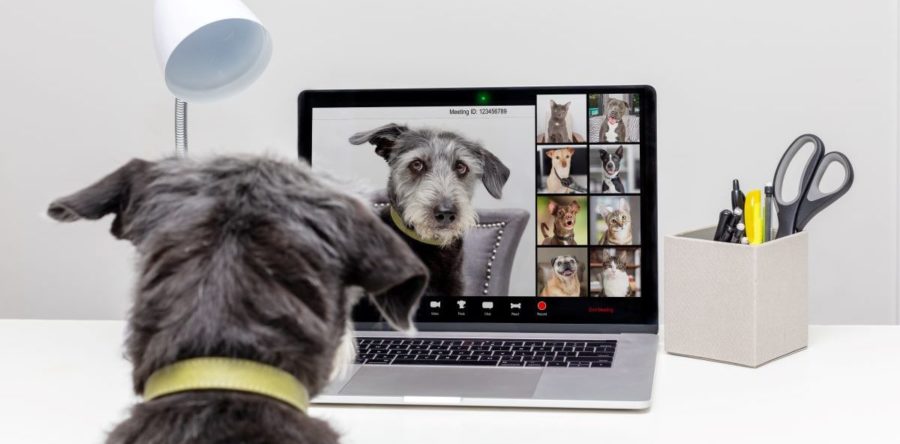 4 startups qui s’épanouissent dans le travail collaboratif à distance